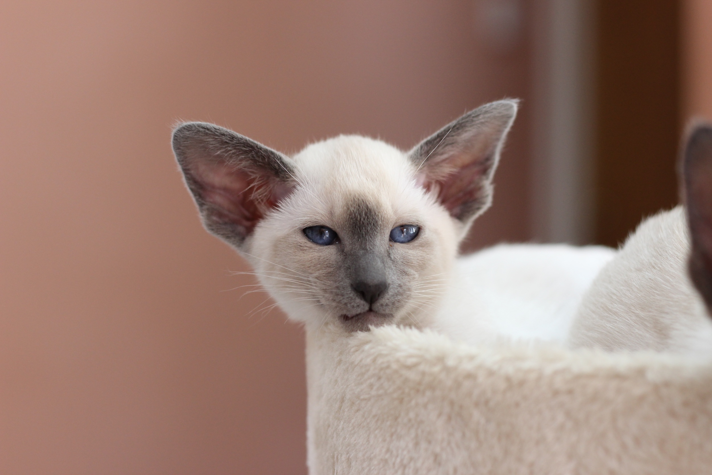 Sarah's Siamese