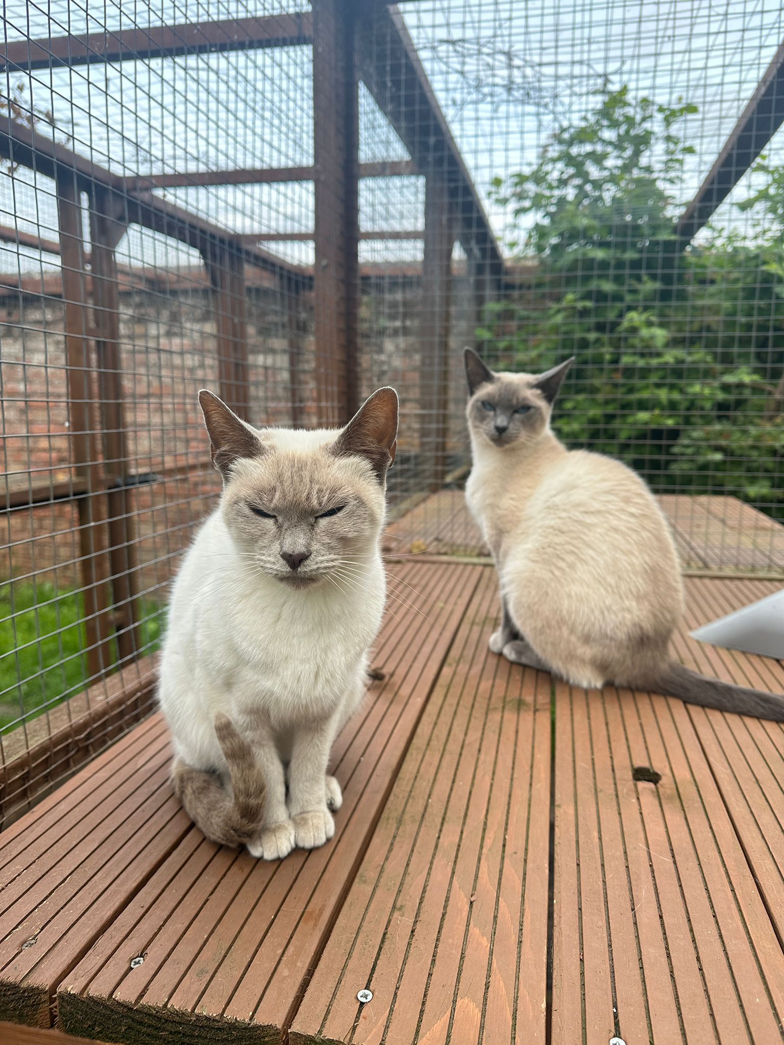 Sorry – No Kittens Currently Available